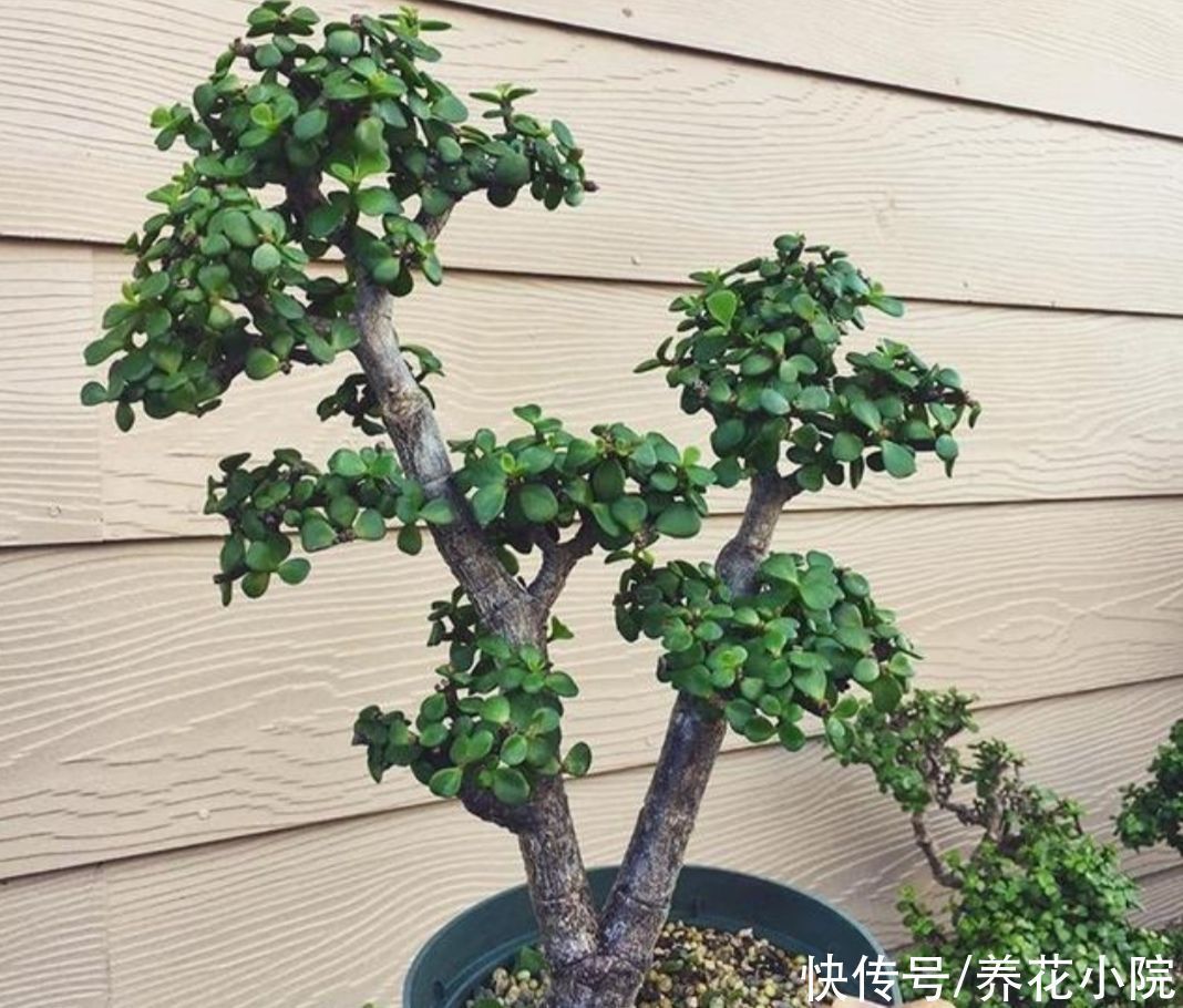 修剪|2种植物长得快，三五年养成老桩，越养越值钱