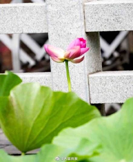 大明湖|好运“莲莲”！大明湖并蒂莲开花了