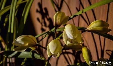 兰花|兰花烂根的原因,怎么治?特别夏季要多注意!