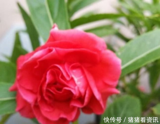 4种漂亮花，好养易活能爆盆，养家里上档次，豪宅里面最适合！