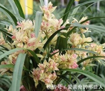 兰花不开花，抓住2个关键点，喂上2种水，根壮芽多，花量翻倍