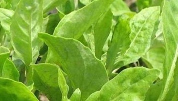 除湿|农村这4种野菜,个个营养高,除湿退黄,清肝明目