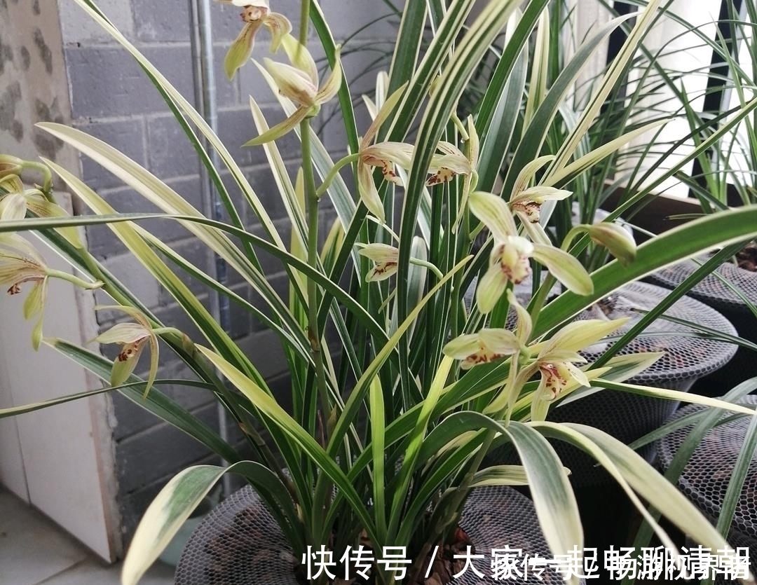 绿油|兰花夏季要断水，学会这样浇水，根系健壮，叶子绿油