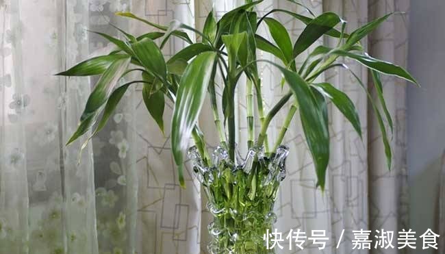 富贵竹放水里养,几点不注意,黄叶干尖还烂根