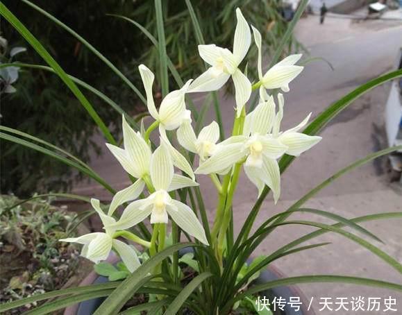 养兰花,牢记一个字,开花够豪气