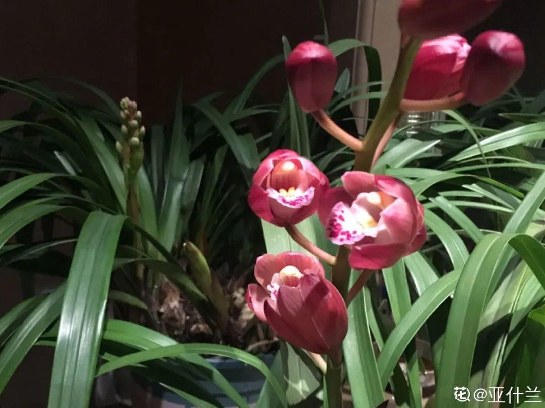 枯萎|9种花是富贵命,必须大盆养,小盆养会憋死