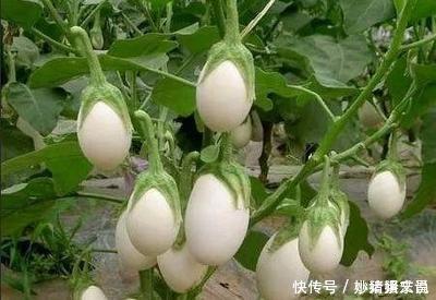 阳台|婆婆在阳台种“鸡蛋”,1盆能结“30个”,全家够吃,邻居太羡慕