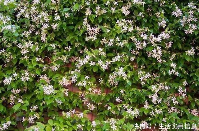 特欠剪的花,越剪越好看,花开不断!特欠剪的花,越剪越好看,花开不断!