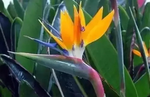 瑞香花|全国56市市花，太美了