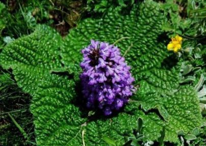 远看像紫苏,近看像钝边的布子,遇见是福气