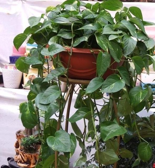 嫌弃厨房油腻腻、污质多摆放上4种植物，随便2盆就能搞定