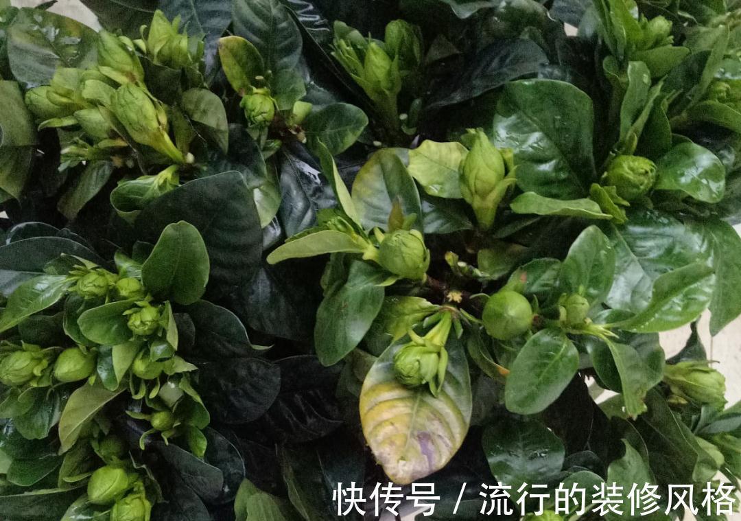 黄叶|养花“黑名单”实在太难养，心累