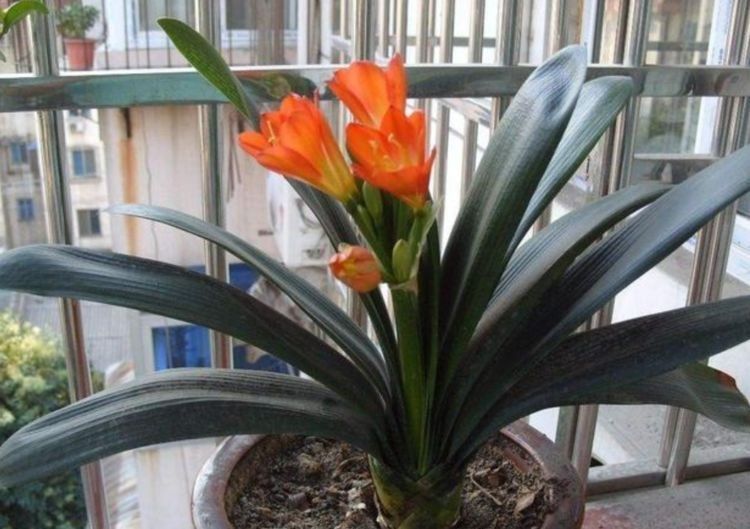 几种花高贵优雅,看了就让人沉醉,一开就是300多天,花期长