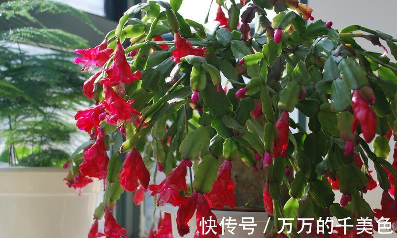 养殖|养蟹爪兰需要“酸水”,适当用这3样,不用愁植株到了花期不开