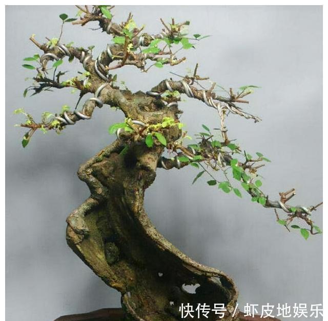 黄荆树|山上2种“树疙瘩”，烧火都嫌弃，园艺大师却高价收，再丑都要