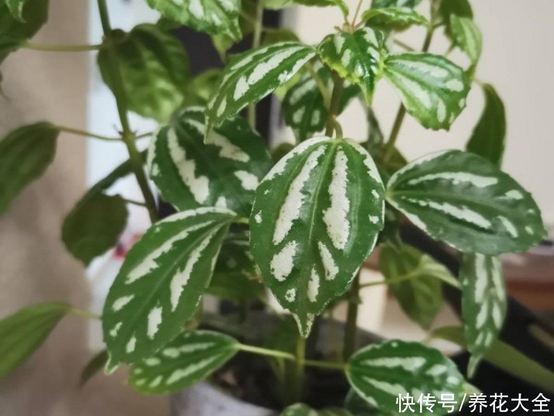 绿萝|家里别只养绿萝，15种精致耐阴花，光照不好也能长很美