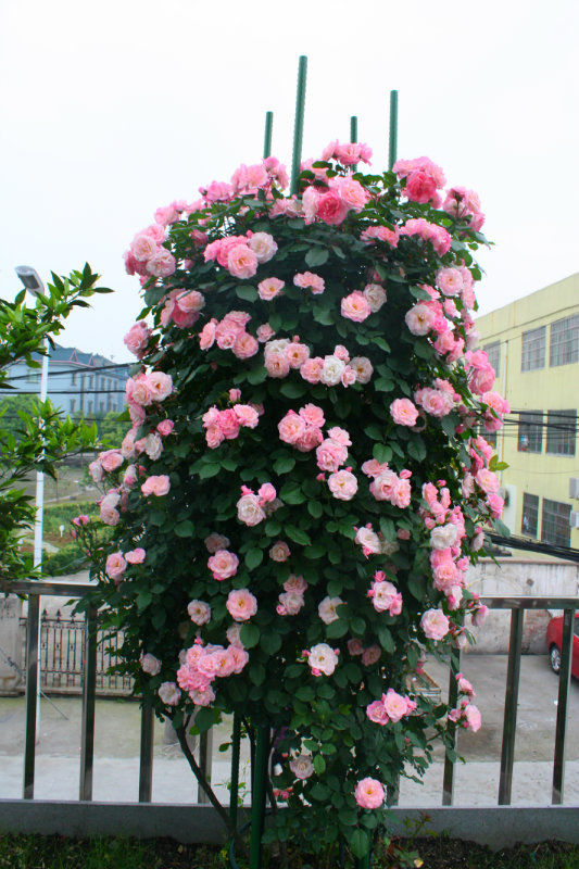 养花就养 精品玫瑰 冷美人 冷艳如美人 高冷独特 亭亭玉立 快资讯 养花就养 精品玫瑰 冷美人 冷艳如美人 高冷独特 亭亭玉立 快资讯