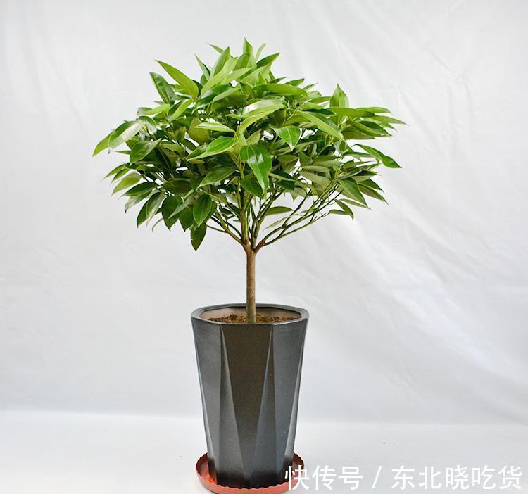 有钱没钱立冬前一定要在阳台养这几种富贵花,寓意多福多财多长寿