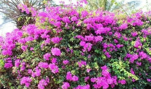 养了5年三角梅，从不控水，依然爆花，教你两招，一茬接着一茬开