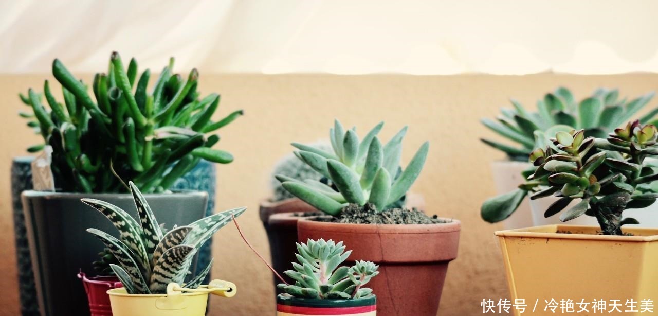 在多肉花盆上放一层石头,竟有这么大用处,涨知识了!