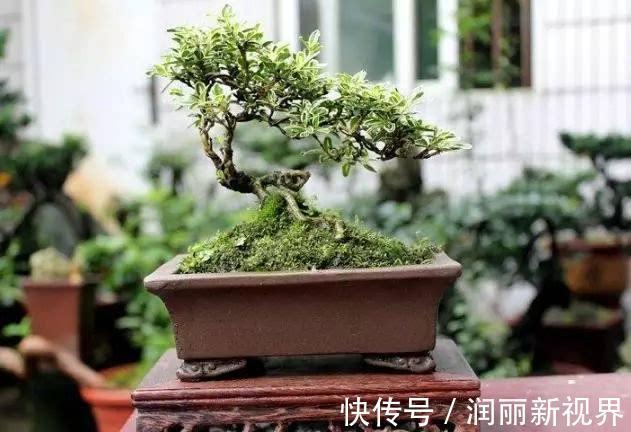 扦插|喜欢盆景就养它，1个枝能扦插，6月开花多又美，美过金枝玉叶