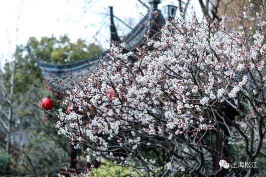 梅花、樱花、玉兰、二月兰……松江早春赏花图鉴来了