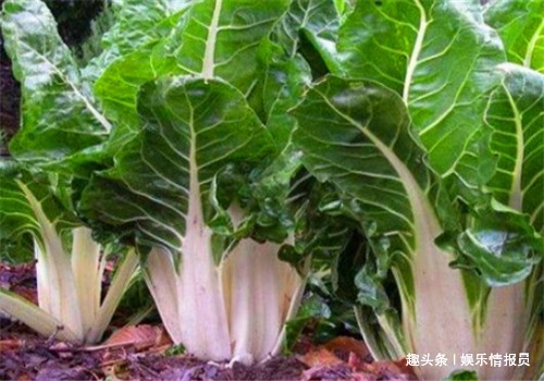 滋补|想要身体好,女性多吃4种食物,排出毒素,补血抗衰,滋补身体