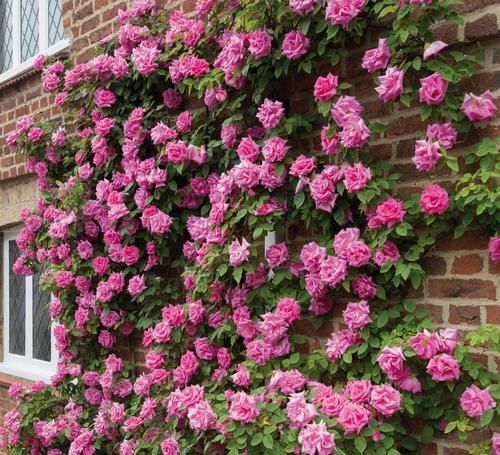  季节|3种花堪称“居家必备”，多季节开花，花大香浓，盆栽地栽皆适宜