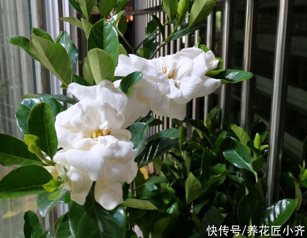 营养土|10个人养栀子花,9个人养不好,那是因为没有掌握真正的“技巧”