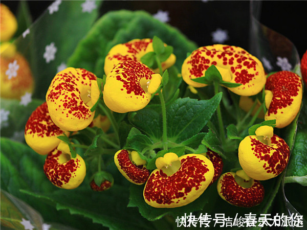 财源|此花是象征了富贵的花，就像是钱袋子一样，是财源滚滚的花