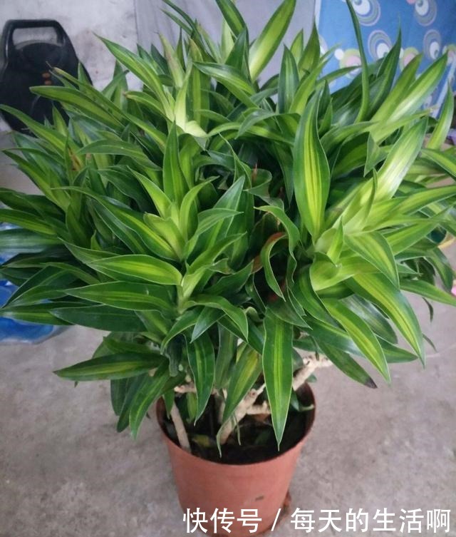 学会了自己种植百合花,再也不想去花店花钱买了,开花也不差!