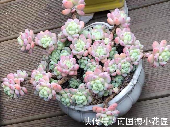 新买的多肉回家做了这一步,可以减少多肉90%死亡率