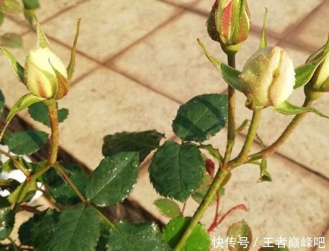 为何扦插月季,总成活不了这里送你一套“攻略”,栽种就靠它了!