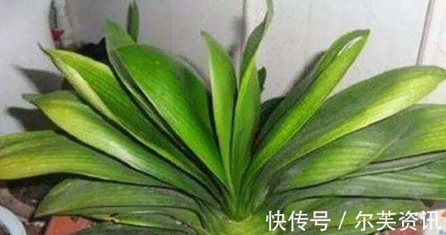 君子兰长太慢快去请“它”来帮忙,不只长新叶还能爆“侧芽”!