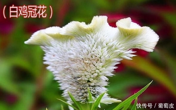 功效|鸡冠花有什么功效?知道的人太少了!