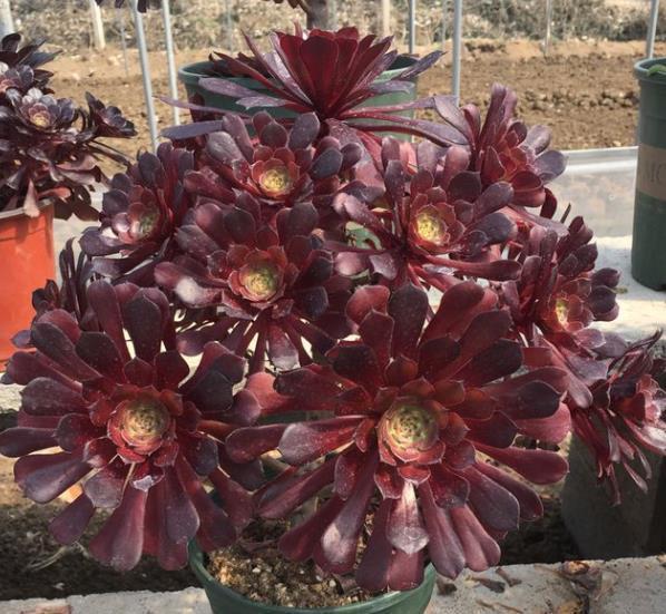 花友|3款高颜值多肉,长势旺易爆头,养成群生小老桩,价值翻倍