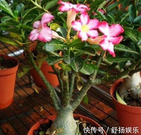 阳台养花,只要避免这些问题,花养出来旺盛,开花多,要收好