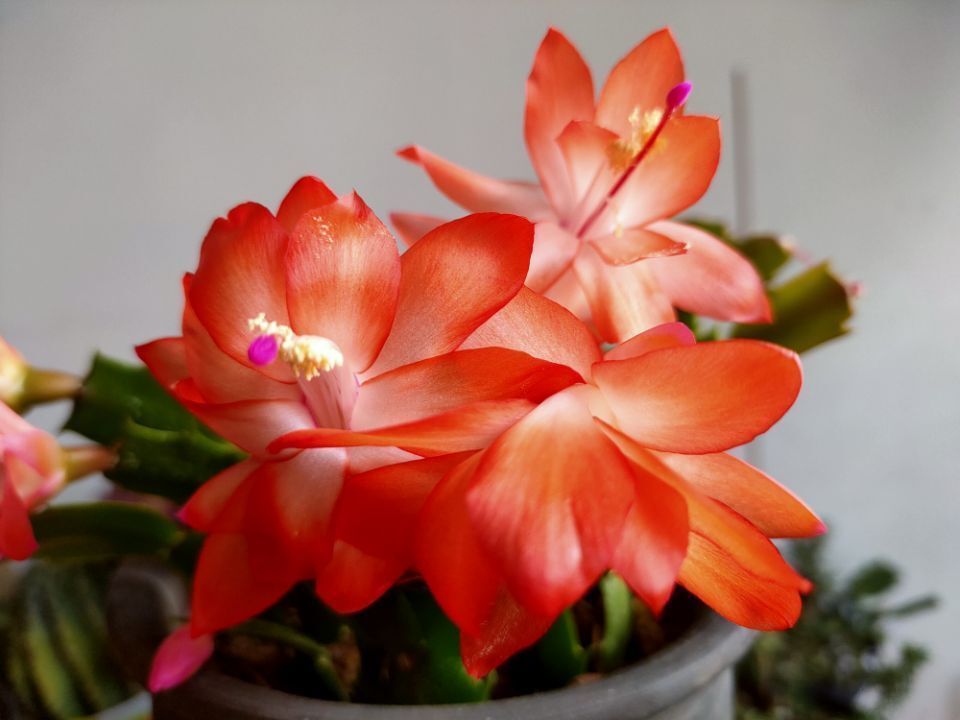 养护蟹爪兰,避开4个养护“弊端”,茎片肥、根系壮,来年开花多