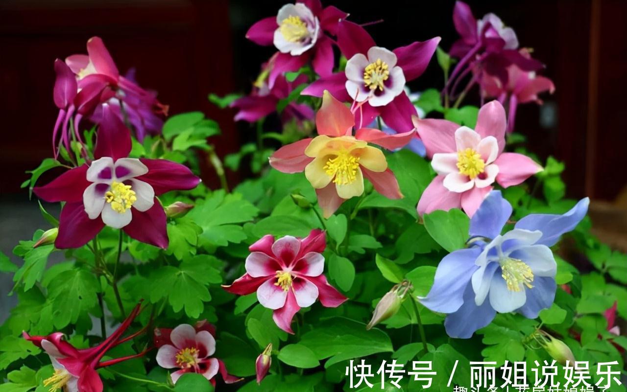 比较耐寒的11种花卉，有的能抵御“零下几十度”低温，漂亮又好养