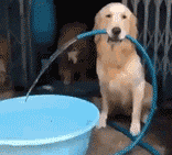 |搞笑GIF:当它坐下水花飞溅的那一刻,一看就是大佬