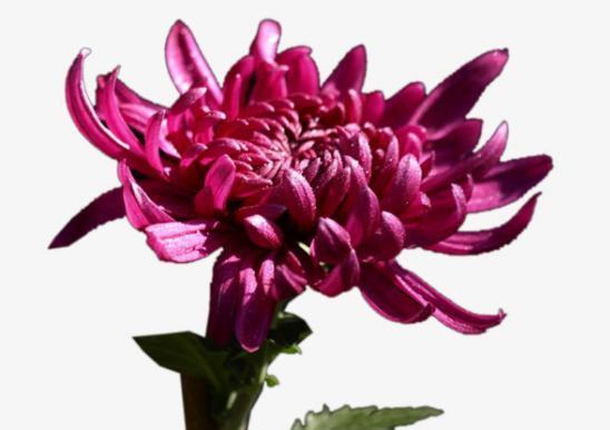 种植这三种妩媚的菊花,花开茂盛花香怡人,爱爆盆,天天都能赏花