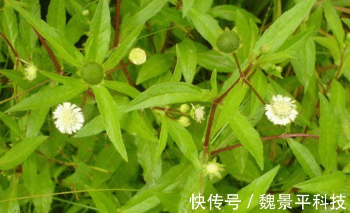 野草|此野草看似不起眼,却有生发之奇效,脱发人来了解一下吧!