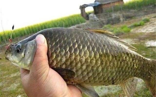 春钓桃花水,秋钓桂花香,仲春时节钓鱼,需要了解的5件事