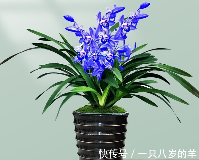 此兰只应“天上”有,人间哪得几回闻,兰色清雅,让人一见钟情