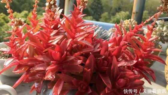 不如养盆多肉“火祭”,记住3个小技巧,养出红艳似火的多肉火祭