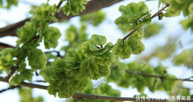 种子|这种树的种子成为餐桌上美味和小时候的记忆,你有吗