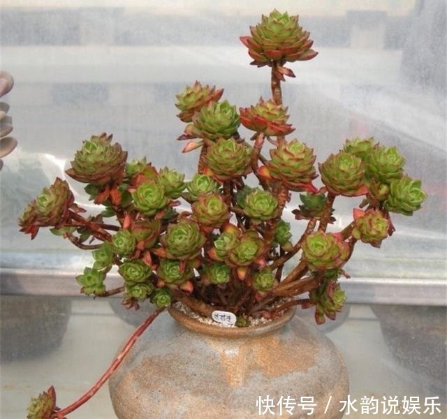 烂根|夏天养多肉,记住“懒养”,少打理多观察,要不烂根烂叶找上门