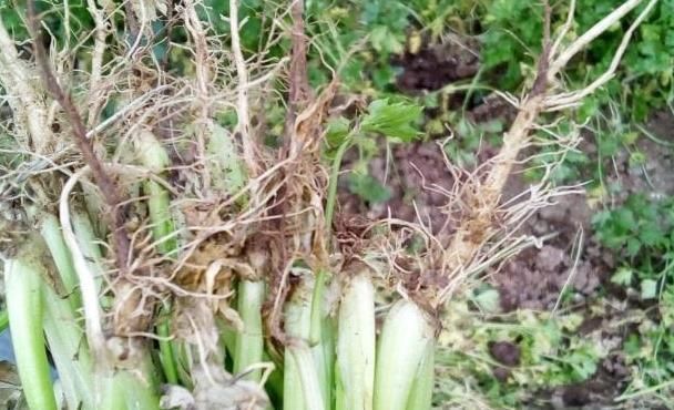 营养|多年芹菜都白吃了，原来最有营养的是芹菜根，可惜都不了解