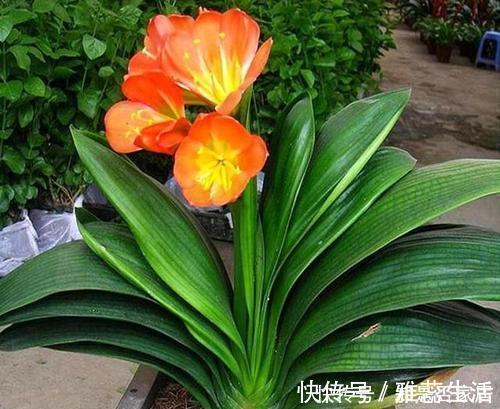 养护|冬天养君子兰,3个动作催一催,叶片挺拔如折扇,开出层叠群花!