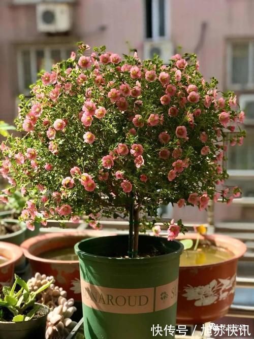 花期|“最累”的8种花,花开连续几个月,一次开花几百朵!